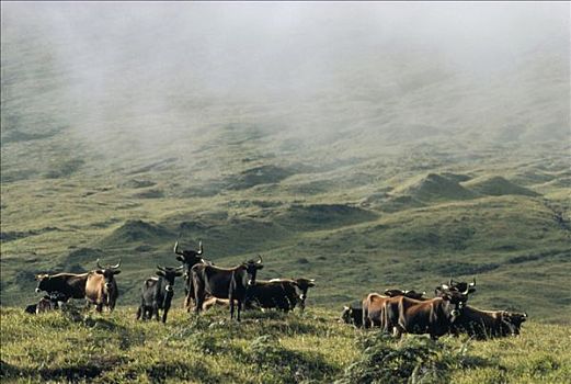 野生,牛,牧群,漫游,草,斜坡,条纹,植被,伊莎贝拉岛,加拉帕戈斯群岛,厄瓜多尔