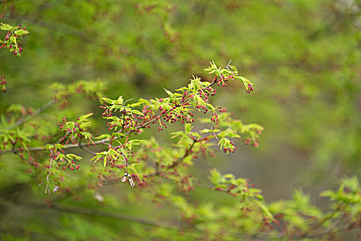 美丽毛鸡爪槭