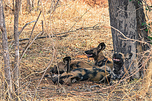 博茨瓦纳,乔贝国家公园,非洲野狗,非洲野犬属,休息,荫凉