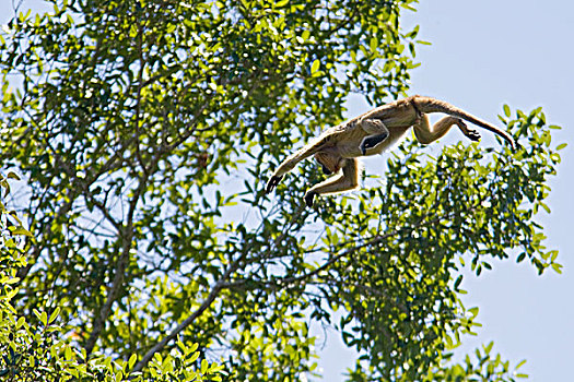 猴子,跳跃,树,潘塔纳尔,巴西