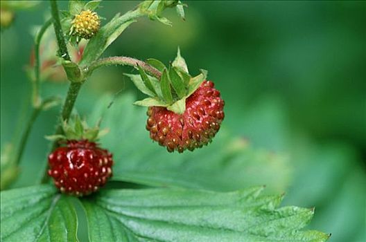 野草莓,德国