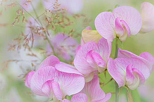 美国,华盛顿,特写,香豌豆,花