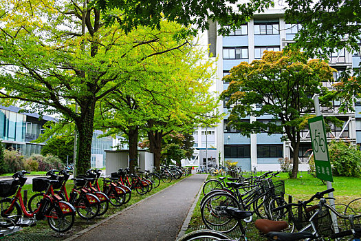 日本北海道大学校园秋