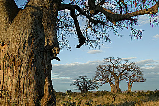 猴面包树,马赛马拉,风景,肯尼亚