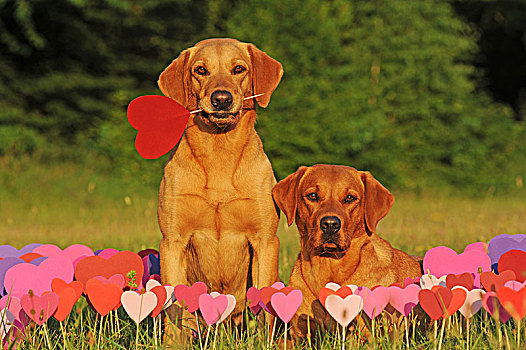 拉布拉多犬,母狗,黄色,正面,心形,粉色,纸