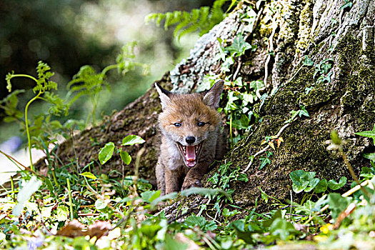 红狐,狐属,幼仔,哈欠,巢穴,入口,诺曼底,法国