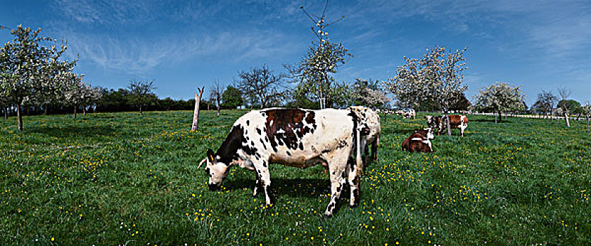 法国,诺曼底,母牛,放牧,绿色,草场