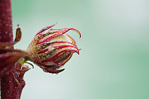 花蕾,花