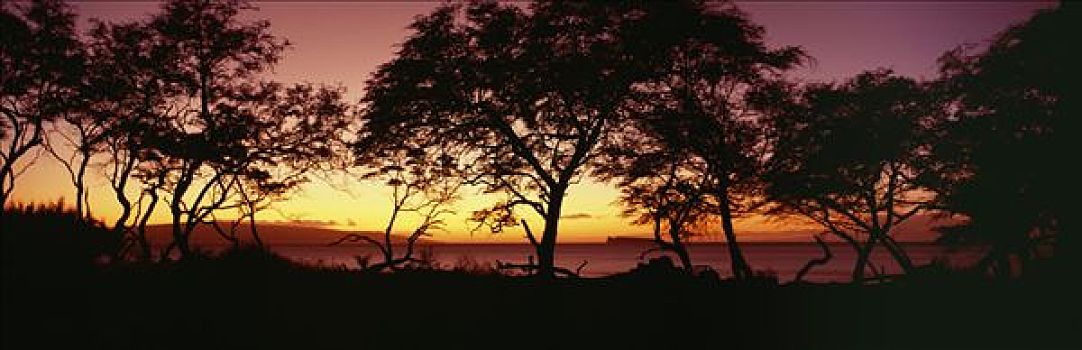 夏威夷,毛伊岛,树,剪影,西部,海岸线,莫洛基尼岛,远景