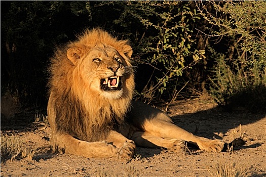 雄性,非洲狮,狰狞