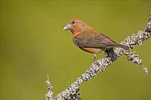 红交喙鸟,波兰