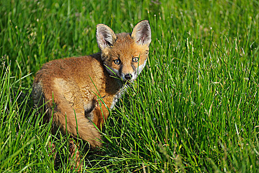 红狐,狐属,幼兽,狐狸,德国,欧洲