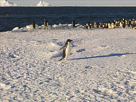企鹅,阿德利企鹅,冰山,背景,富兰克林,岛屿,南极
