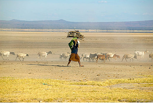 女人,木头,走,牧群,山羊,马萨伊,草原,坦桑尼亚
