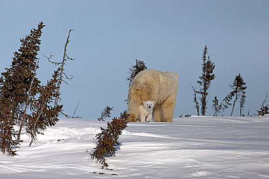 北极熊,幼兽,走,后面,腿,瓦普斯克国家公园,曼尼托巴,加拿大,冬天
