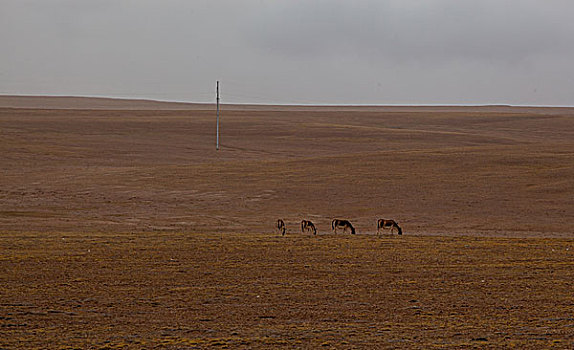 西藏野生藏羚羊