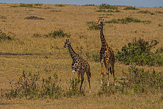 肯尼亚马赛马拉国家公园长颈鹿