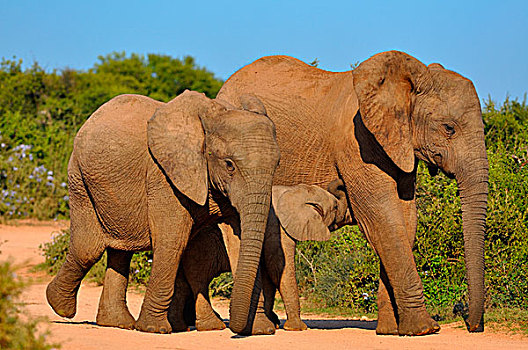 非洲象,幼兽,碎石路,阿多大象国家公园,东开普省,南非,非洲