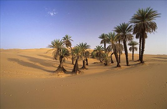 棕榈树,沙子,奥巴里,利比亚