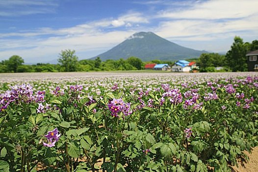 土豆田,山