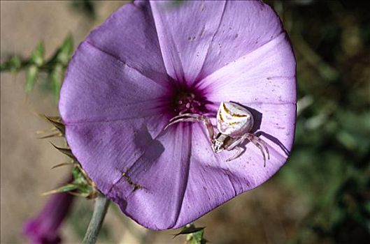 秋麒麟草属植物,蟹蛛,紫花,欧洲