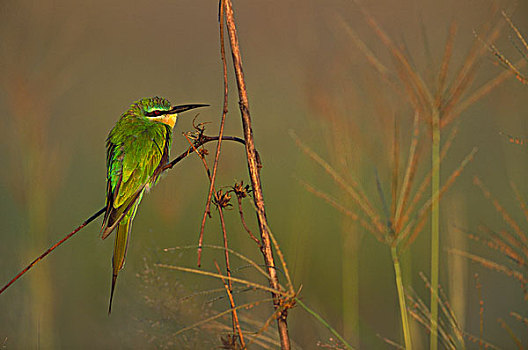 食蜂鸟,乔贝国家公园,博茨瓦纳