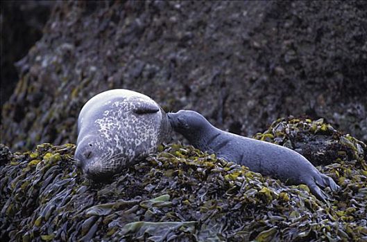 斑海豹,母兽,幼仔,吸吮,海藻,遮盖,石头,罗伯士角州立保护区,加利福尼亚