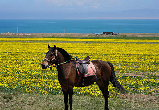 青海湖边的一匹马