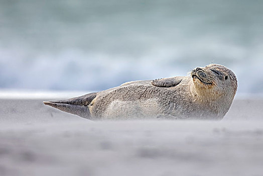 斑海豹,小动物,沙暴,石荷州,赫尔戈兰岛,德国,欧洲