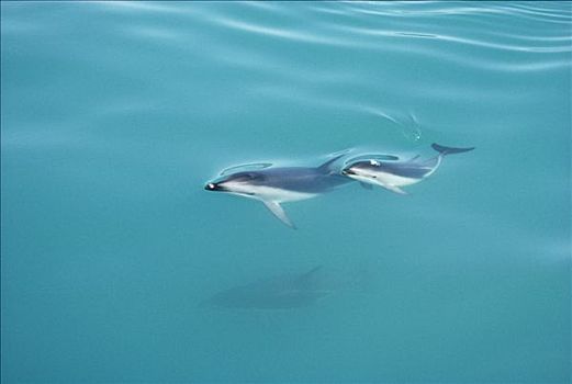 暗黑斑纹海豚,乌色海豚,平面,新西兰
