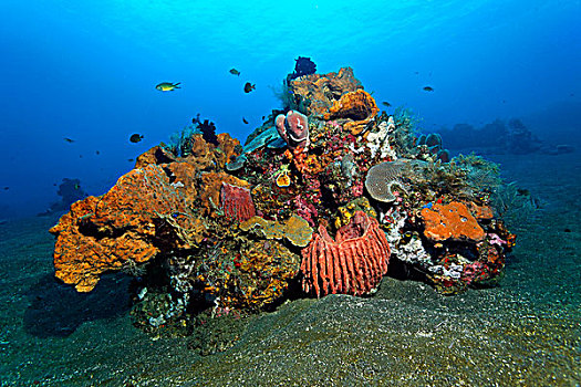 珊瑚,不同,海绵,翎毛,星,迷你,礁石,桑迪,地面,巴厘岛,岛屿,小巽他群岛,海洋,印度尼西亚,印度洋,亚洲