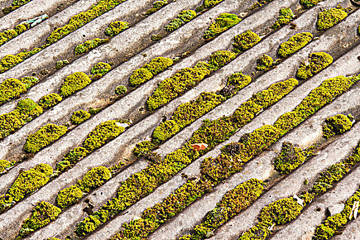 老,石棉,屋顶,遮盖,苔藓