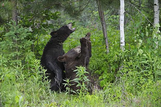 黑熊,明尼苏达,美国