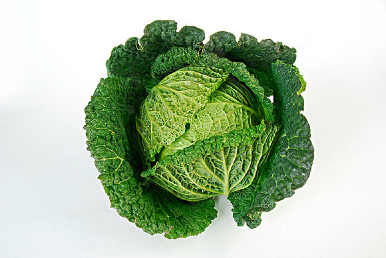 皱叶甘兰_卷心菜_高清图片_全景视觉