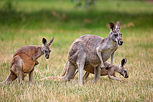 东方,灰色,袋鼠,成年,幼小,澳大利亚