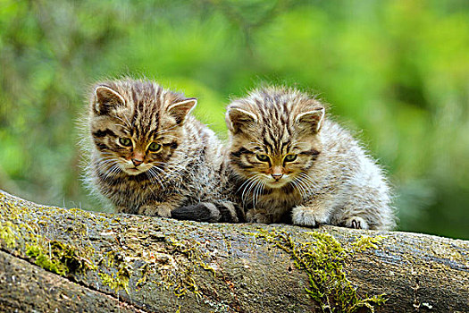 欧洲,野猫科动物,斑貓,小猫,瑞士