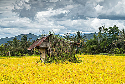 印尼,乡村,田园,木屋,水稻,金黄