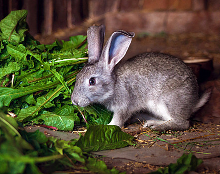 兔子吃的奶奶草图片图片