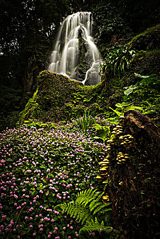 瀑布,正面,公园,自然,亚速尔群岛,葡萄牙,欧洲