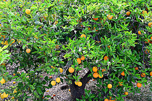 橙子,树,西班牙