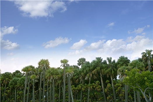 棕榈树,树林,佛罗里达,蓝色,夏天,热带,天空