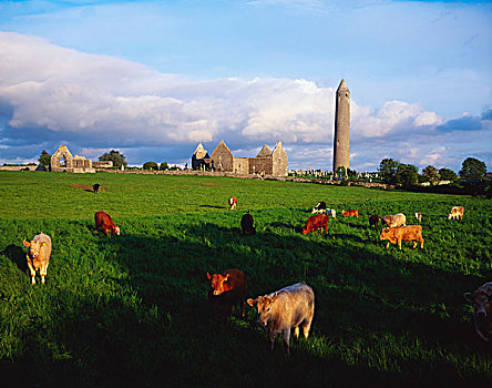 牛,放牧,乡村,草场,古遗址,背景,康纳玛拉,爱尔兰