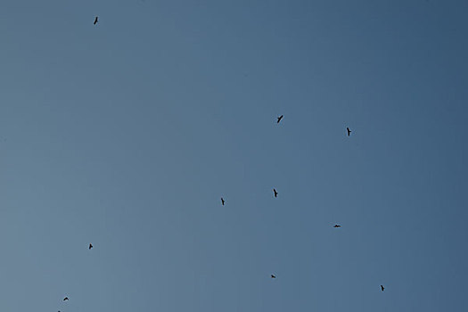 鸟,鹰,蓝天,盘旋,好多,只,梦想,翅膀,羽毛