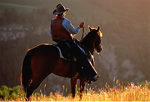 牛仔骑马背影图片图片