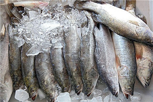 生食,海鲈