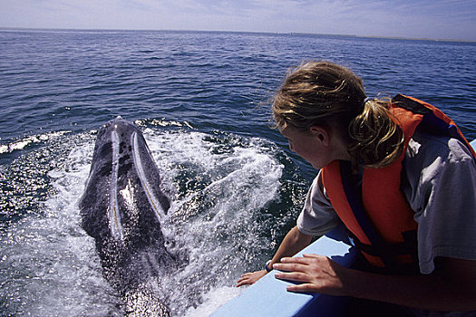 墨西哥,北下加利福尼亚州,靠近,女孩,10岁,老,灰鲸