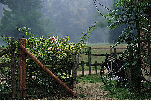 木质,手推车,靠近,栅栏,花,灌木丛,凡尔赛宫,法国