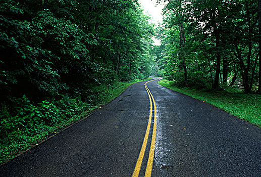 道路,通过,树林,桥,石头,州立公园,马里兰,美国