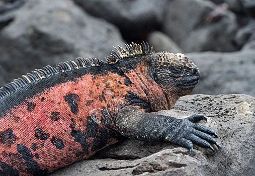 海鬣蜥,岛屿,加拉帕戈斯群岛,厄瓜多尔,南美