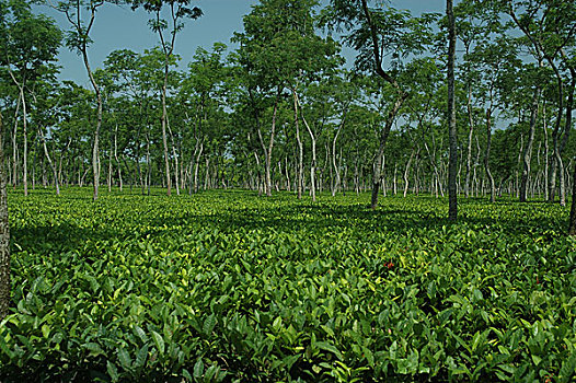 茶,花园,孟加拉,五月,2008年